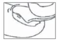 Black-and-white schematic drawing showing an anatomical section of a limb with detailed internal tissues and structures