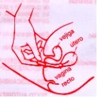 Disegno anatomico rosso che mostra la posizione di vescica, utero, vagina e retto