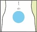 Diagramma del torso umano che mostra un cerchio azzurro posizionato sulla zona dell'addome