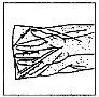 Disegno schematico in bianco e nero che mostra la struttura anatomica di un braccio e della mano con linee che indicano i tendini e i muscoli