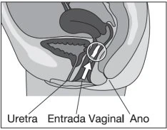 Diagramma anatomico del bacino femminile con etichette che indicano l