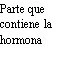 Spanish text on white background stating 'Part containing the hormone'