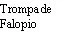 Black text on white background reading 'Fallopian tube' in two separate lines