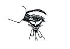 Disegno schematico in bianco e nero che mostra un occhio umano con palpebra superiore, ciglia e la struttura interna dell'occhio