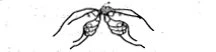 Schematic black and white drawing representing a symmetric anatomical structure with two lobes or organs connected by a central duct