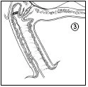 Schema anatomico in bianco e nero che mostra una sezione trasversale di un organo interno con tessuti stratificati e il numero 3 in un cerchio