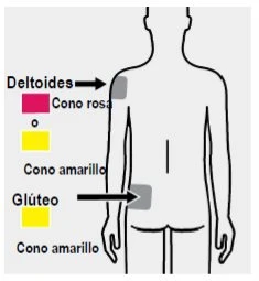 Diagramma del corpo umano che indica con aree grigie il muscolo deltoide sulla spalla e la regione glutea nella parte inferiore del tronco