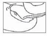 Dibujo esquemático en blanco y negro que muestra una sección anatómica de un órgano interno con tejidos y cavidades biológicas