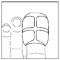 Line drawing showing three toes with clearly marked phalangeal segments and foot arch lines