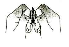 Disegno schematico di due mani che allargano dita indice e pollici lateralmente, creando una fessura al centro, con frecce nere che indicano la direzione del movimento