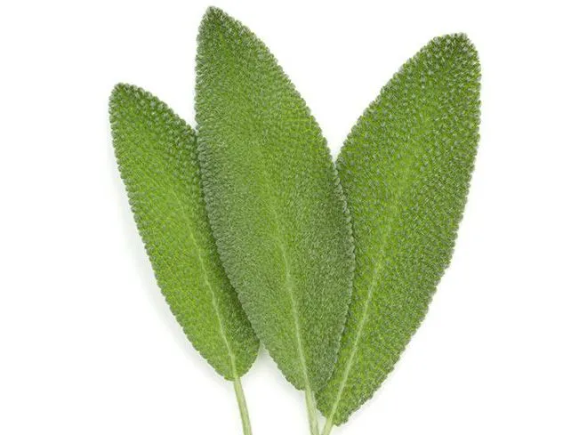 Sage leaves leaves