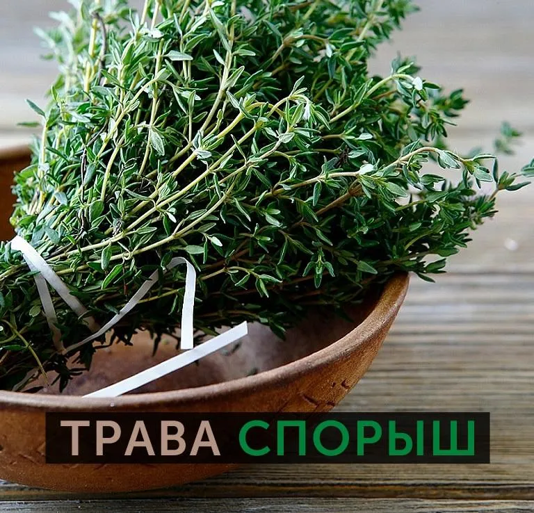 Purslane herb herb